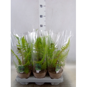 Cyathea australis