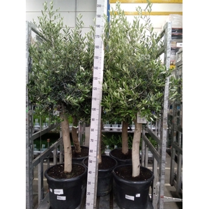 Olea europaea