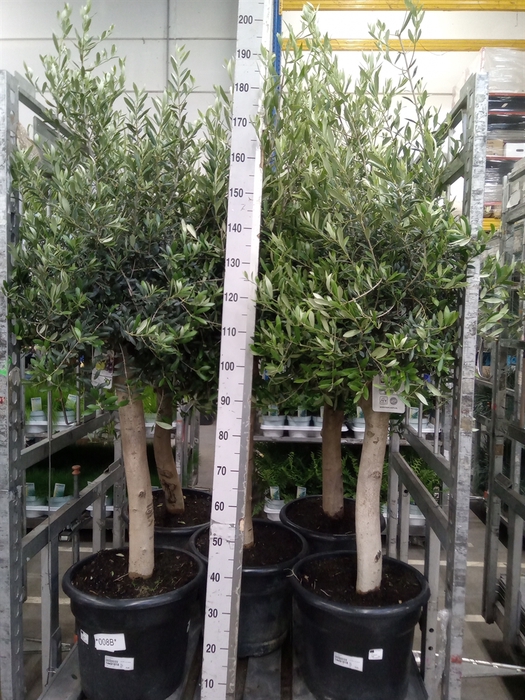 <h4>Olea europaea</h4>