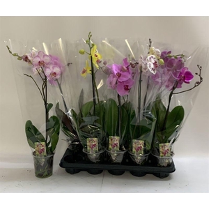PHAL GEM