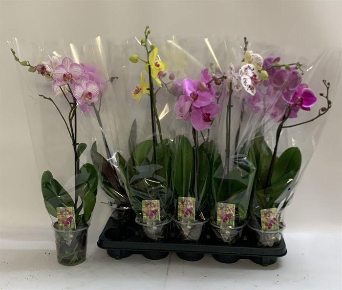 <h4>PHAL GEM</h4>