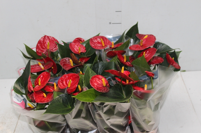 <h4>ANTHURIUM RED SUCCESS P09</h4>