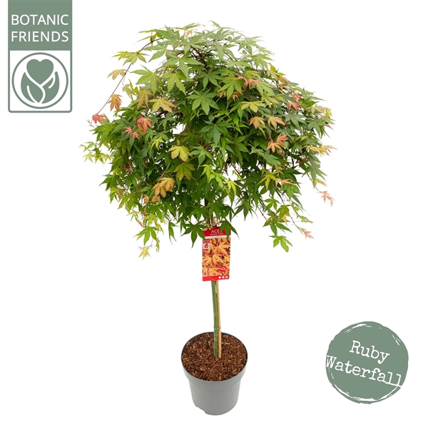<h4>Acer palm. 'Cascade Ruby'</h4>