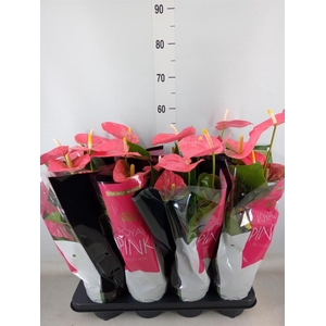 Anthurium andr. 'Colorado'