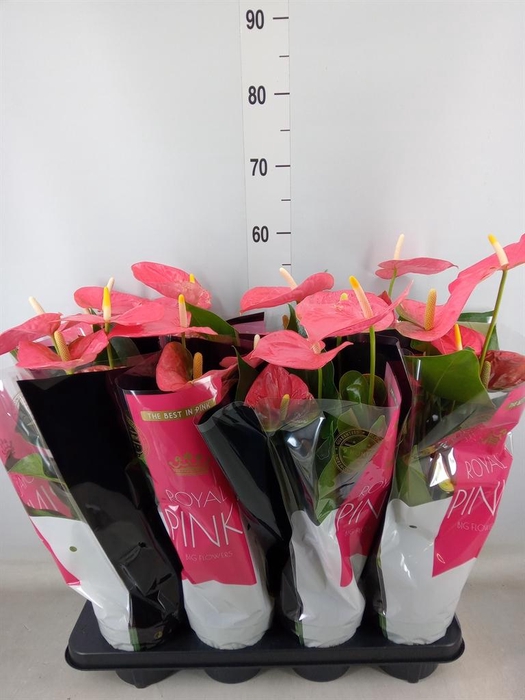 <h4>Anthurium andr. 'Colorado'</h4>