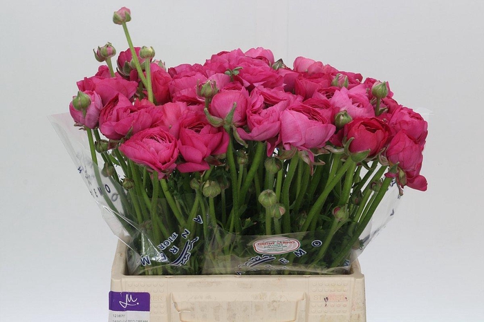 <h4>Ranunculus Clooney Passion Extra</h4>