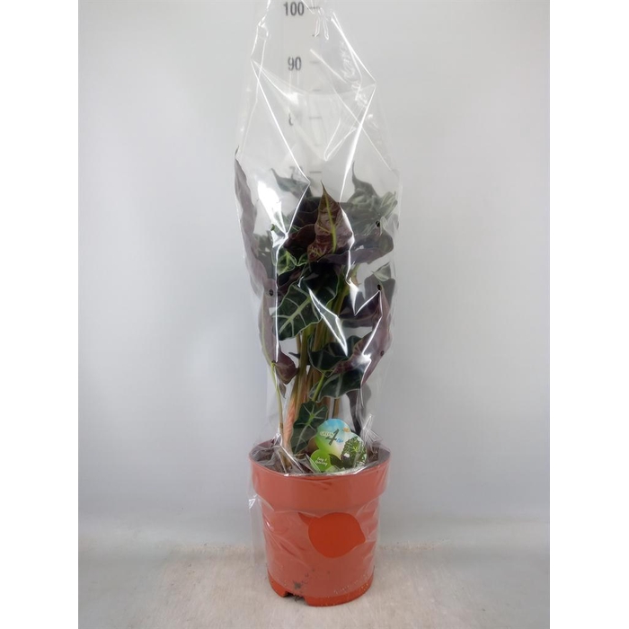 <h4>Alocasia amazonica</h4>