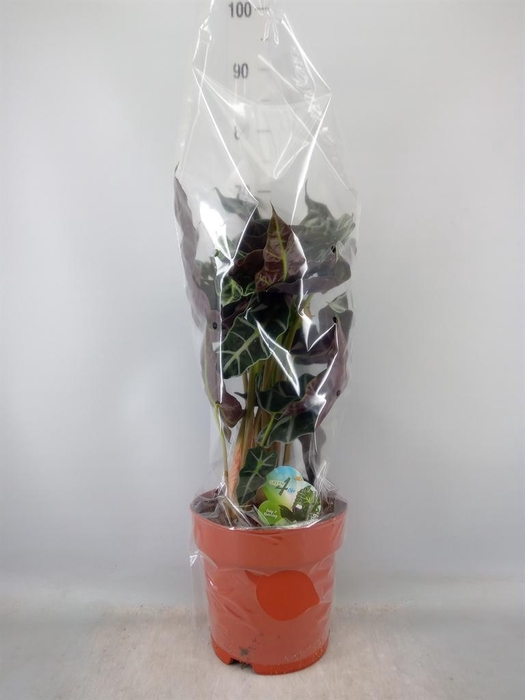 <h4>Alocasia amazonica</h4>