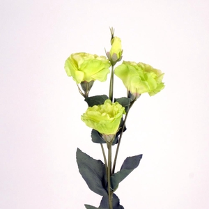 AF Lisianthus L69cm green