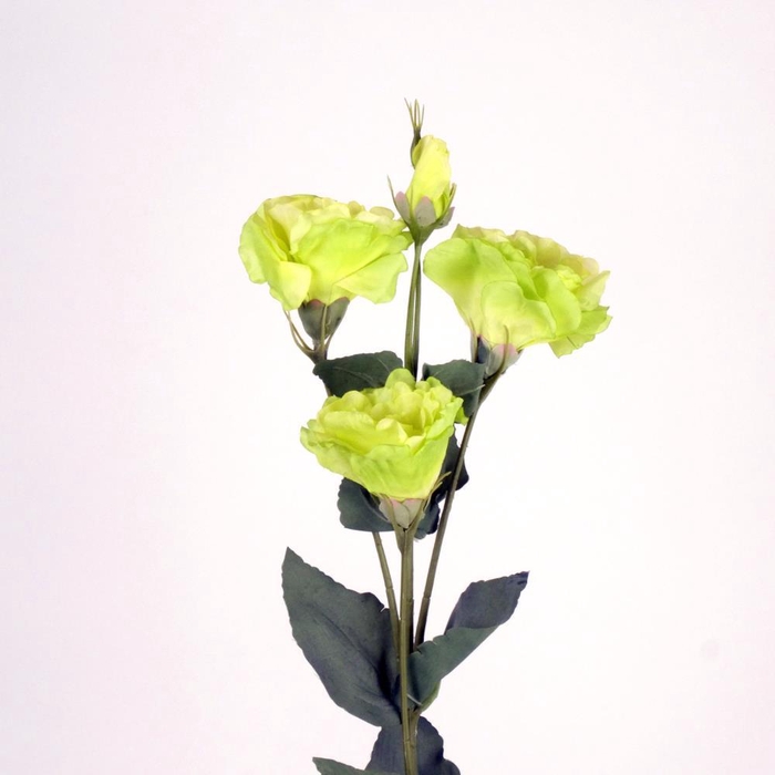 <h4>AF Lisianthus L69cm green</h4>