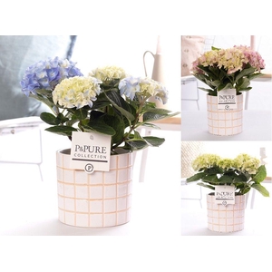 Hydrangea mix in P&PURE Tirza ceramics