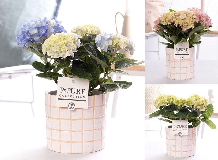 <h4>Hydrangea mix in P&PURE Tirza ceramics</h4>