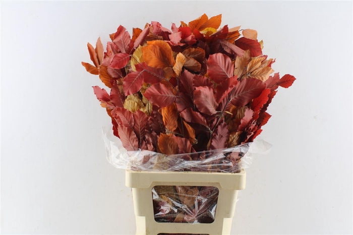 <h4>Beuk Beech Stab. Autumno</h4>