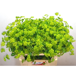 BUPLEURUM ROTUNDIFOL