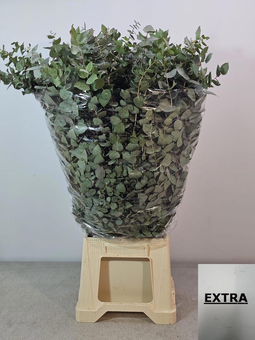 <h4>EUC STUARTIANA PB</h4>