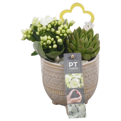 <h4>PTIB6415 Arrangementen kamerplanten</h4>