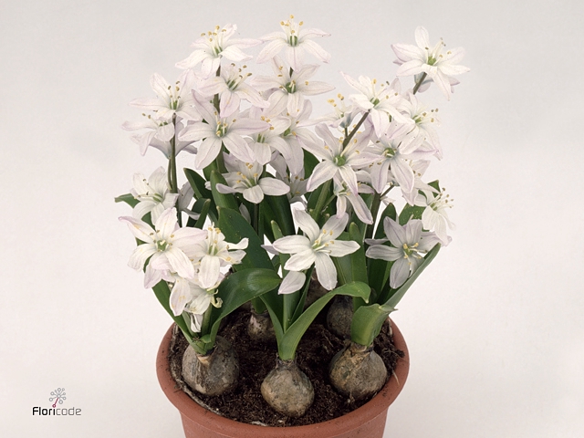 Scilla mischtschenkoana