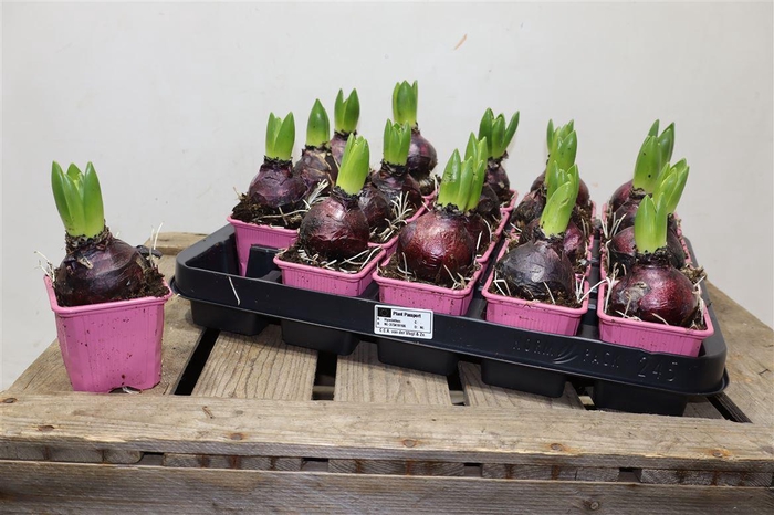 <h4>Hyacin Pink Pearl</h4>