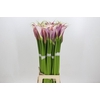 Zantedeschia Eydolls Purple White