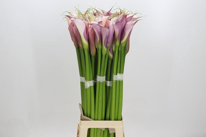 <h4>Zantedeschia Eydolls Purple White</h4>