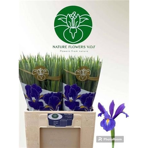 Iris Blue Magic