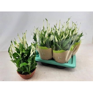 Spathiphyllum Chopin 17Ø 35cm 10fl