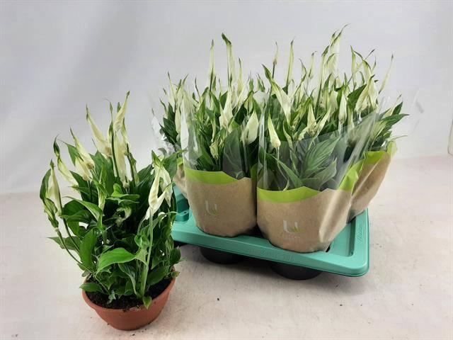 Spathiphyllum Chopin 17Ø 35cm 10fl
