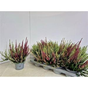 Callu Nova Gem 3 Kl