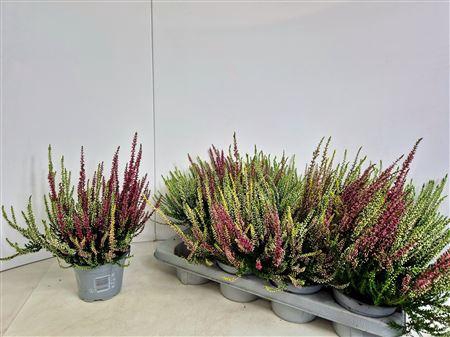<h4>Callu Nova Gem 3 Kl</h4>