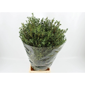 EUCALYPTUS PARVIFOLIA
