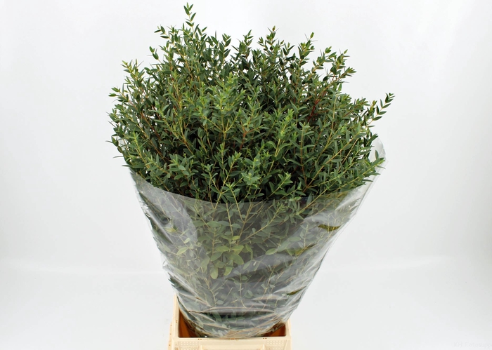 <h4>EUCALYPTUS PARVIFOLIA</h4>