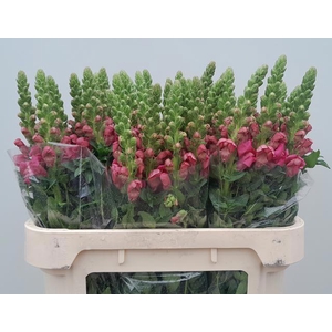 ANTIR AVIGNON ROSE