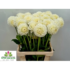 Dahlia Ice Ice Baby EPM Loos