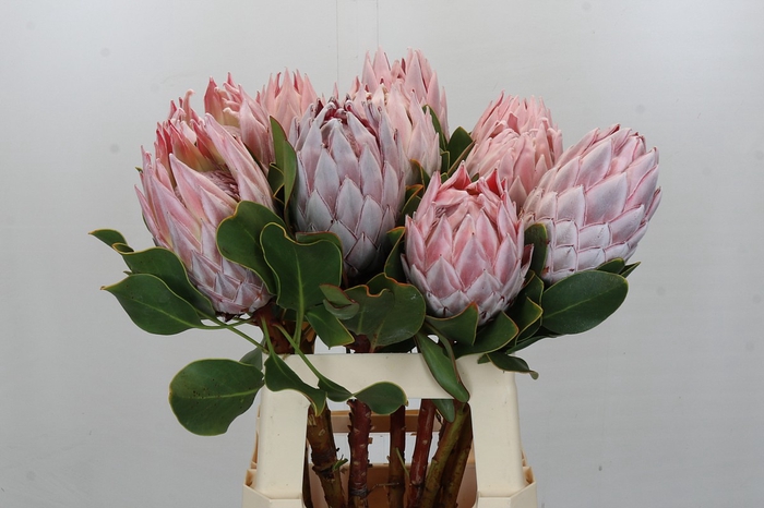 Protea Cynaroides