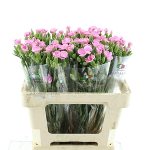 Di Tr Simply Pink Extra