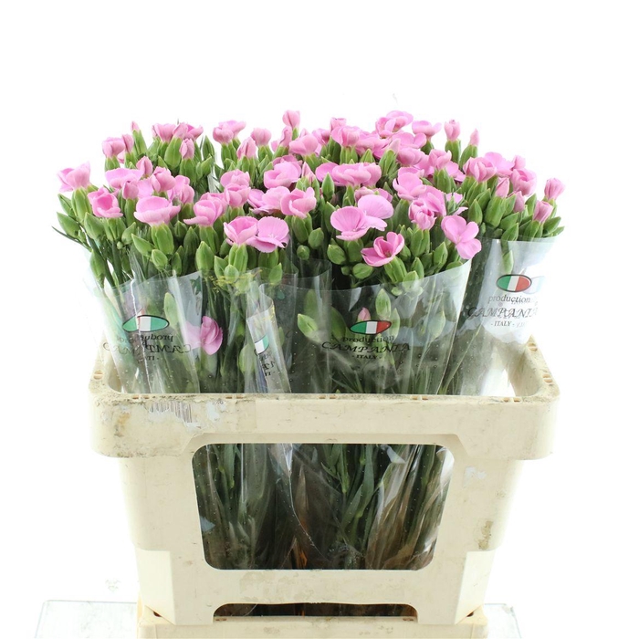 <h4>Di Tr Simply Pink Extra</h4>