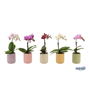 Morgan Cozy Mix Tiny Dolls Mix 1T7+ Aqu@