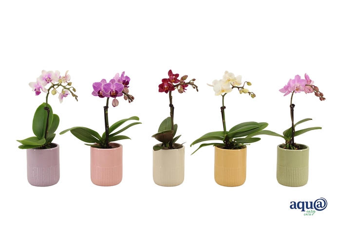 <h4>Morgan Cozy Mix Tiny Dolls Mix 1T7+ Aqu@</h4>