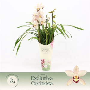 Cymbidium, Little Stef 3-spike 'Exclusiva Orchidea' Potcover