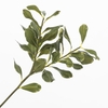 Pittosporum Green LV330159GRN