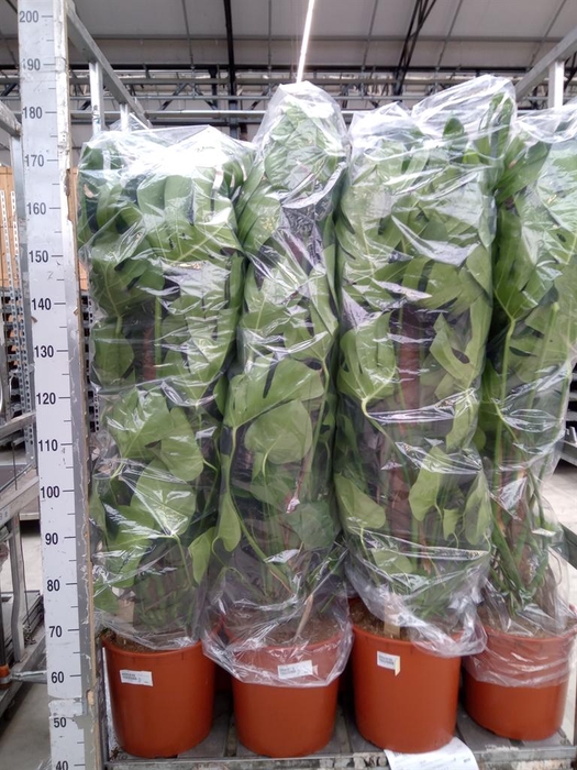 <h4>Monstera delic.</h4>