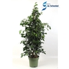 Ficus Midnight Lady