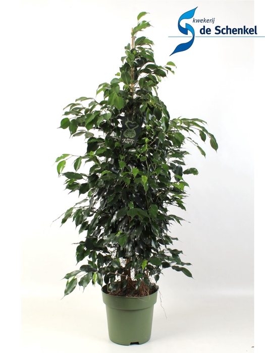 <h4>Ficus Midnight Lady</h4>