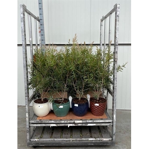 CALLISTEMON CERAMICS