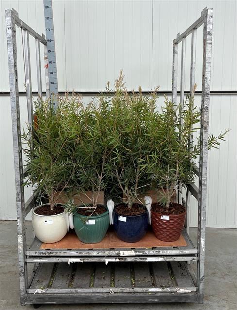 CALLISTEMON CERAMICS
