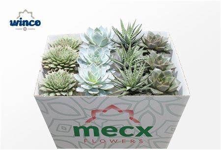 Succulent Mix (4spc) (mecx Flowers) Mecx-emmer 8cm