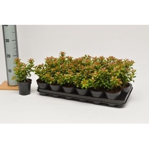 LV Pieris jap. 'Little Heath Green' p9