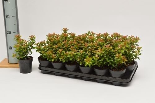 <h4>LV Pieris jap. 'Little Heath Green' p9</h4>