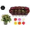 Kalanchoë 12 cm 5 color mix in Couture Diamond Line Purple sleeve