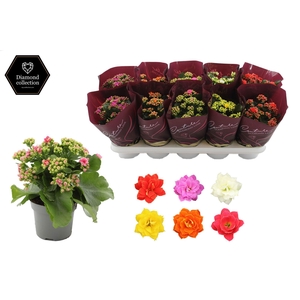 Kalanchoë 12 cm 5 color mix in Couture Diamond Line Purple sleeve